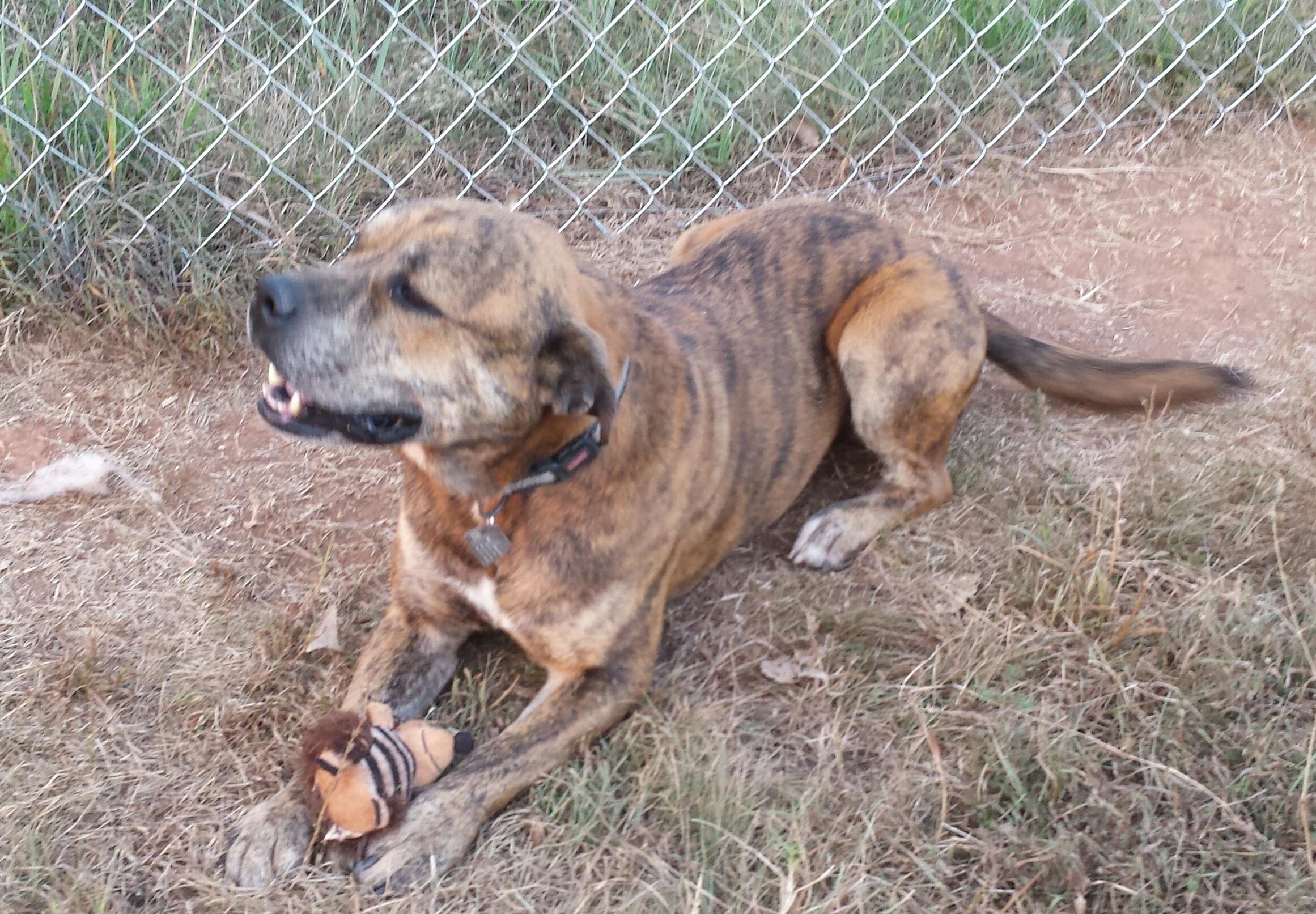 Bogie, an adoptable Pit Bull Terrier, Mastiff in Tuttle, OK, 73089 | Photo Image 3