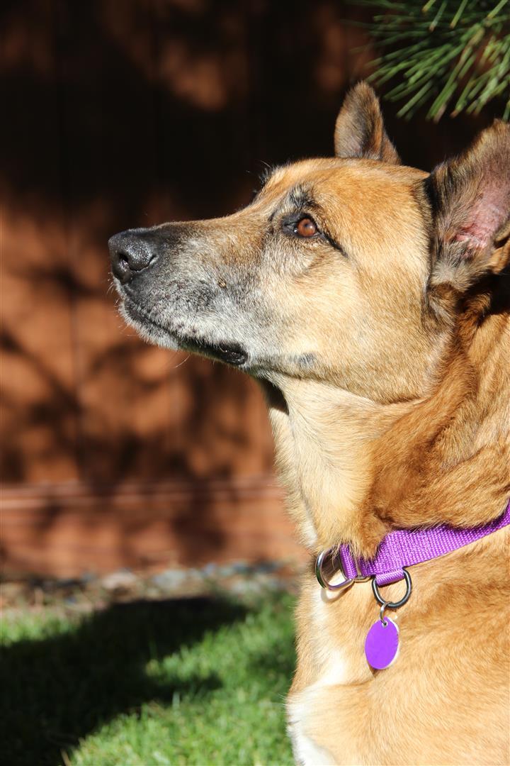 Hayden, an adopted German Shepherd Dog & Labrador Retriever Mix in Burbank, CA_image-2