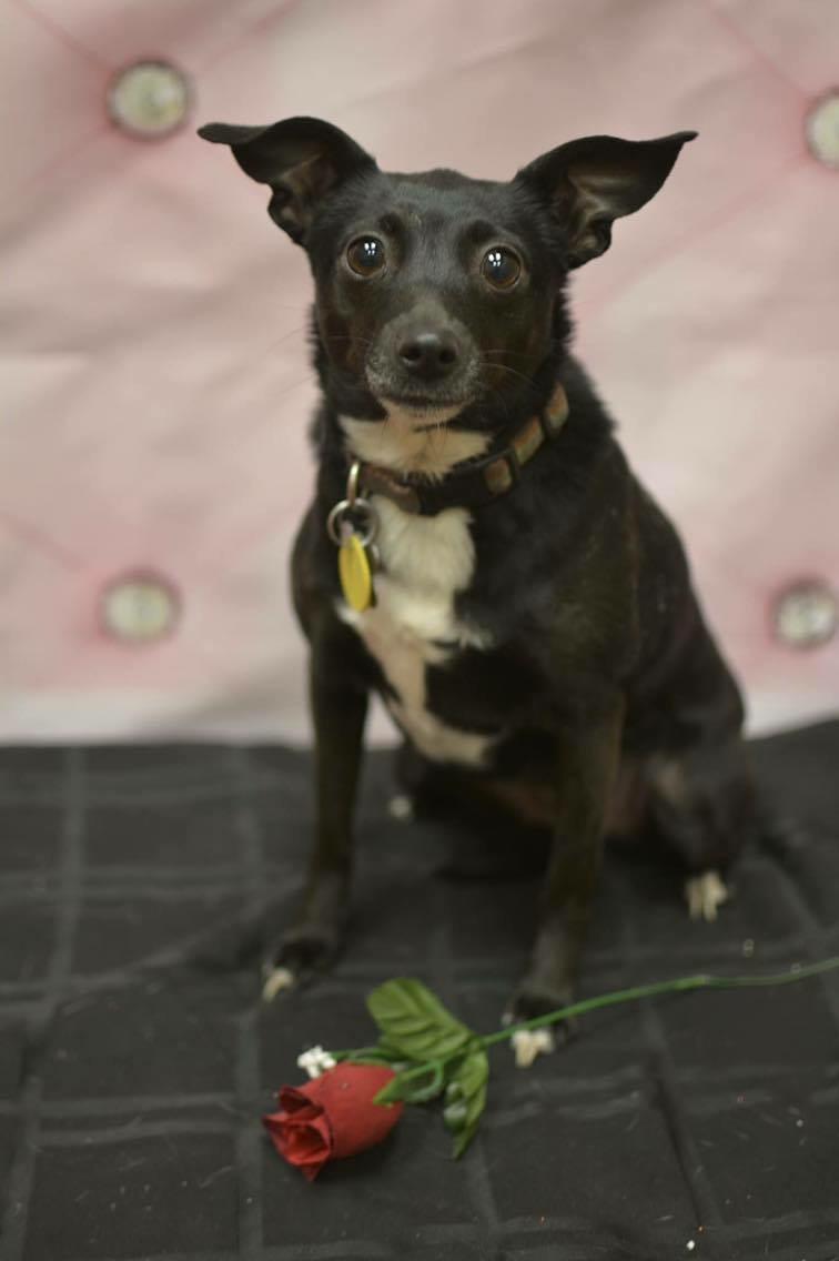 Daphne, an adoptable Whippet, Chihuahua in Scranton, PA, 18505 | Photo Image 2