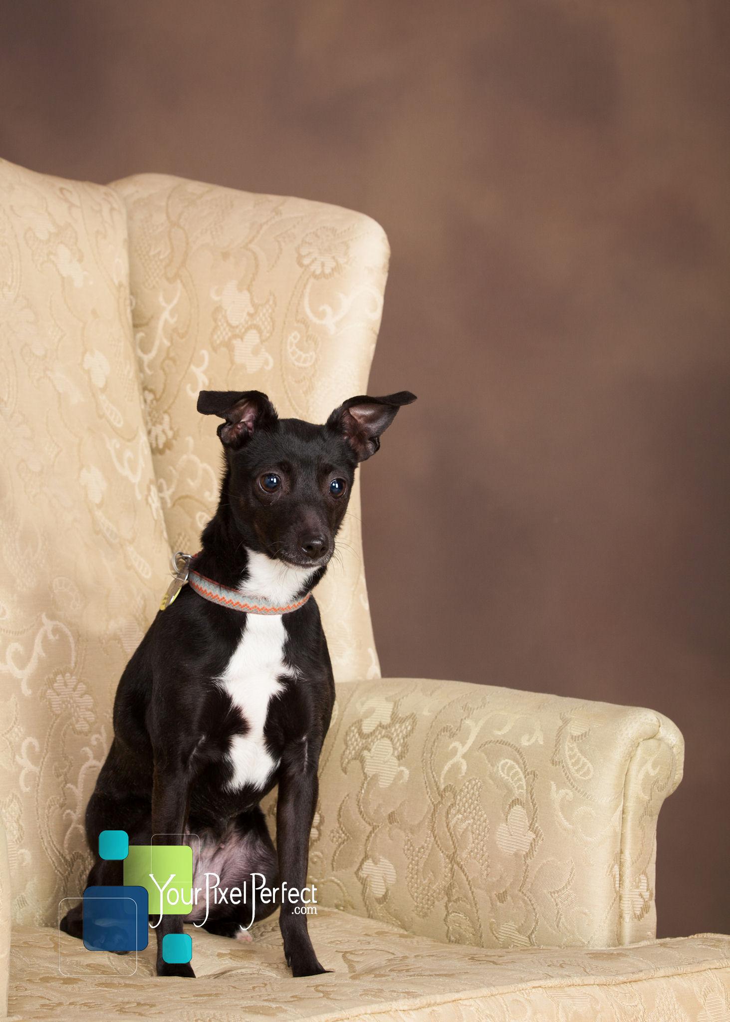 Daphne, an adoptable Whippet, Chihuahua in Scranton, PA, 18505 | Photo Image 3