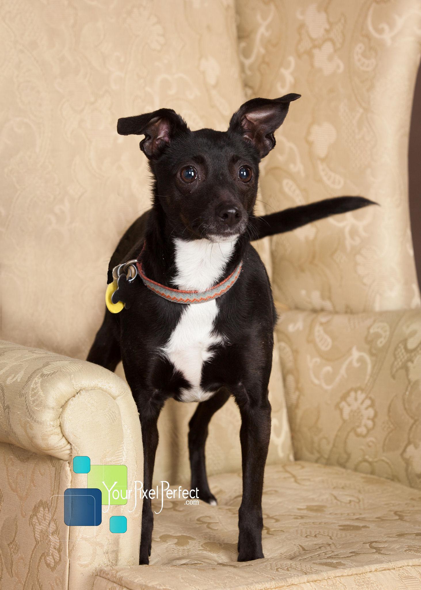 Daphne, an adoptable Whippet, Chihuahua in Scranton, PA, 18505 | Photo Image 1