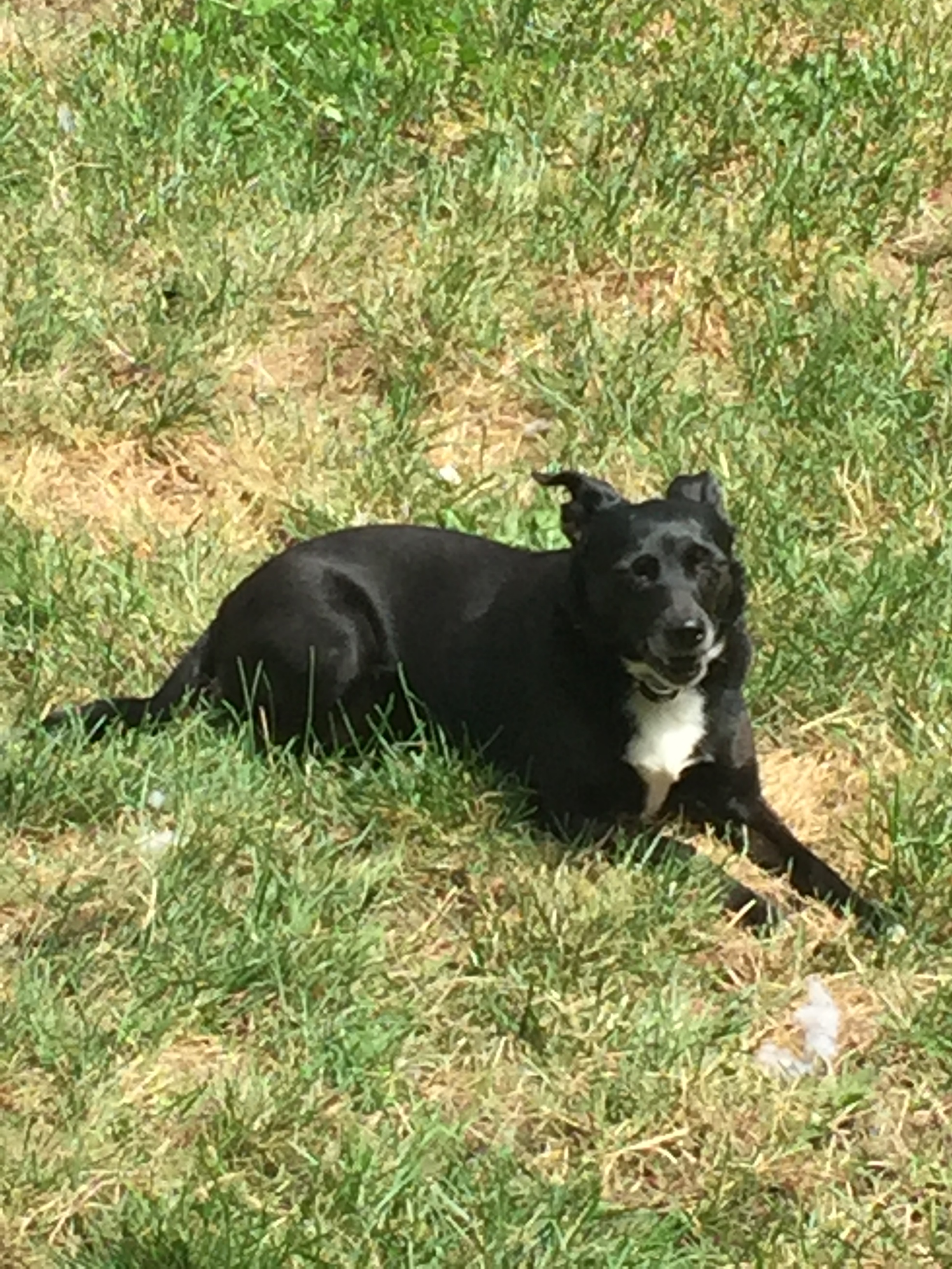 Daphne, an adoptable Whippet, Chihuahua in Scranton, PA, 18505 | Photo Image 4