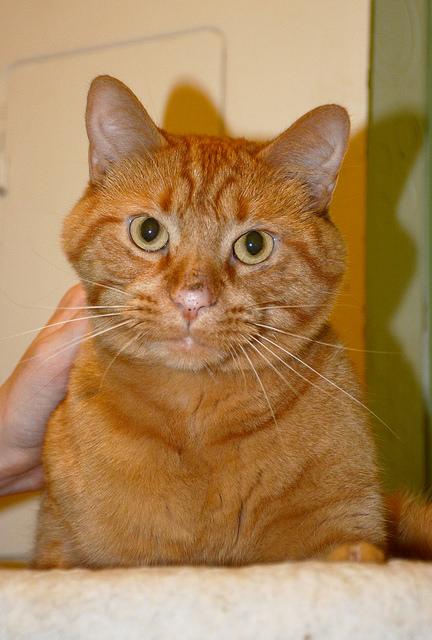 Simba, an adoptable Domestic Short Hair in Chicago, IL, 60645 | Photo Image 3