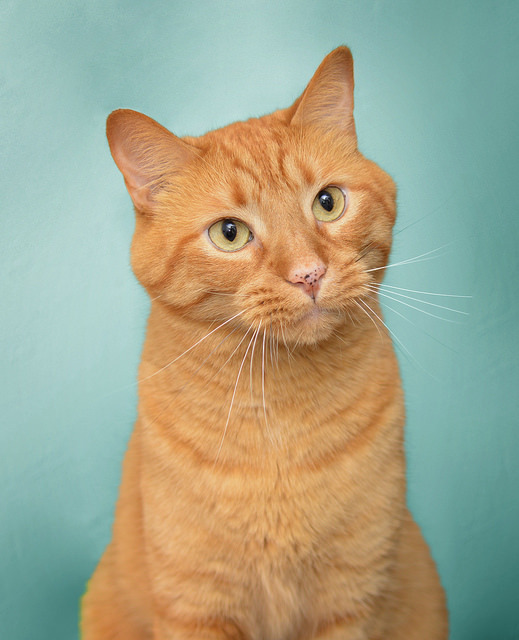 Simba, an adoptable Domestic Short Hair in Chicago, IL, 60645 | Photo Image 1