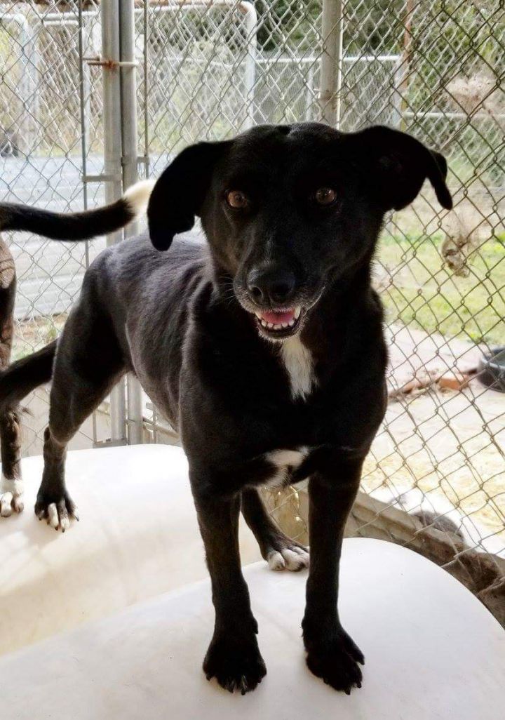 Dog For Adoption Olivia A Black Labrador Retriever Mix In Boaz Al Petfinder