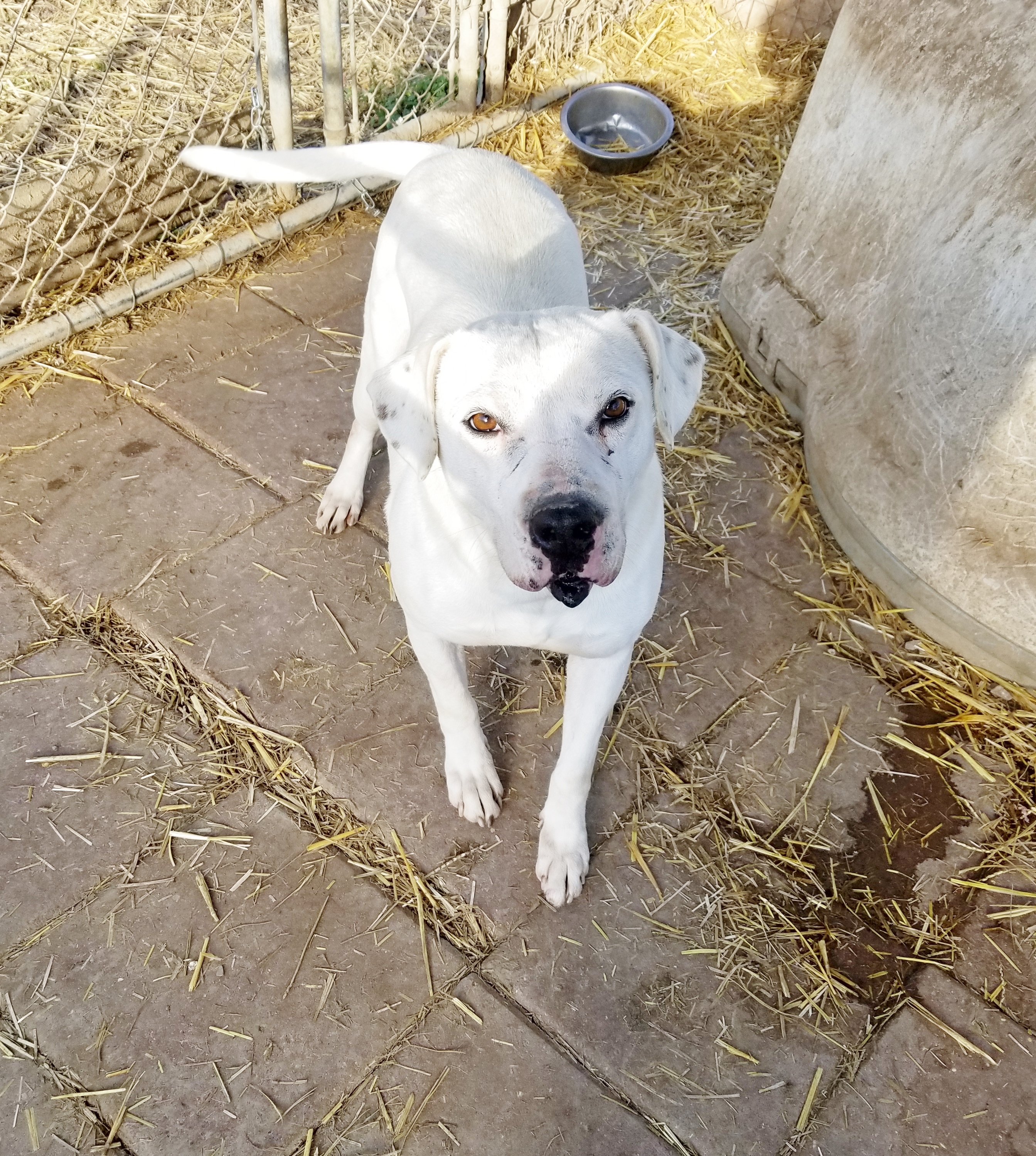 Nadine, an adoptable American Bulldog, Pit Bull Terrier in Boaz, AL, 35957 | Photo Image 2