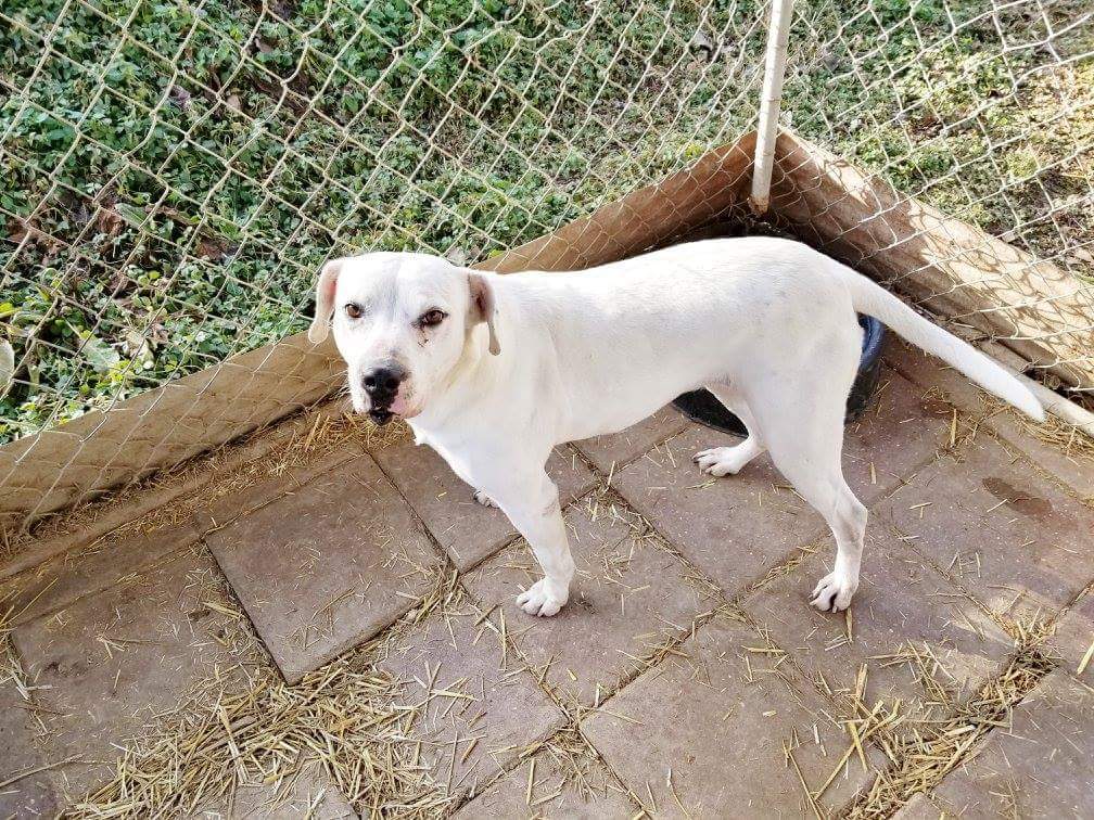 Nadine, an adoptable American Bulldog, Pit Bull Terrier in Boaz, AL, 35957 | Photo Image 1