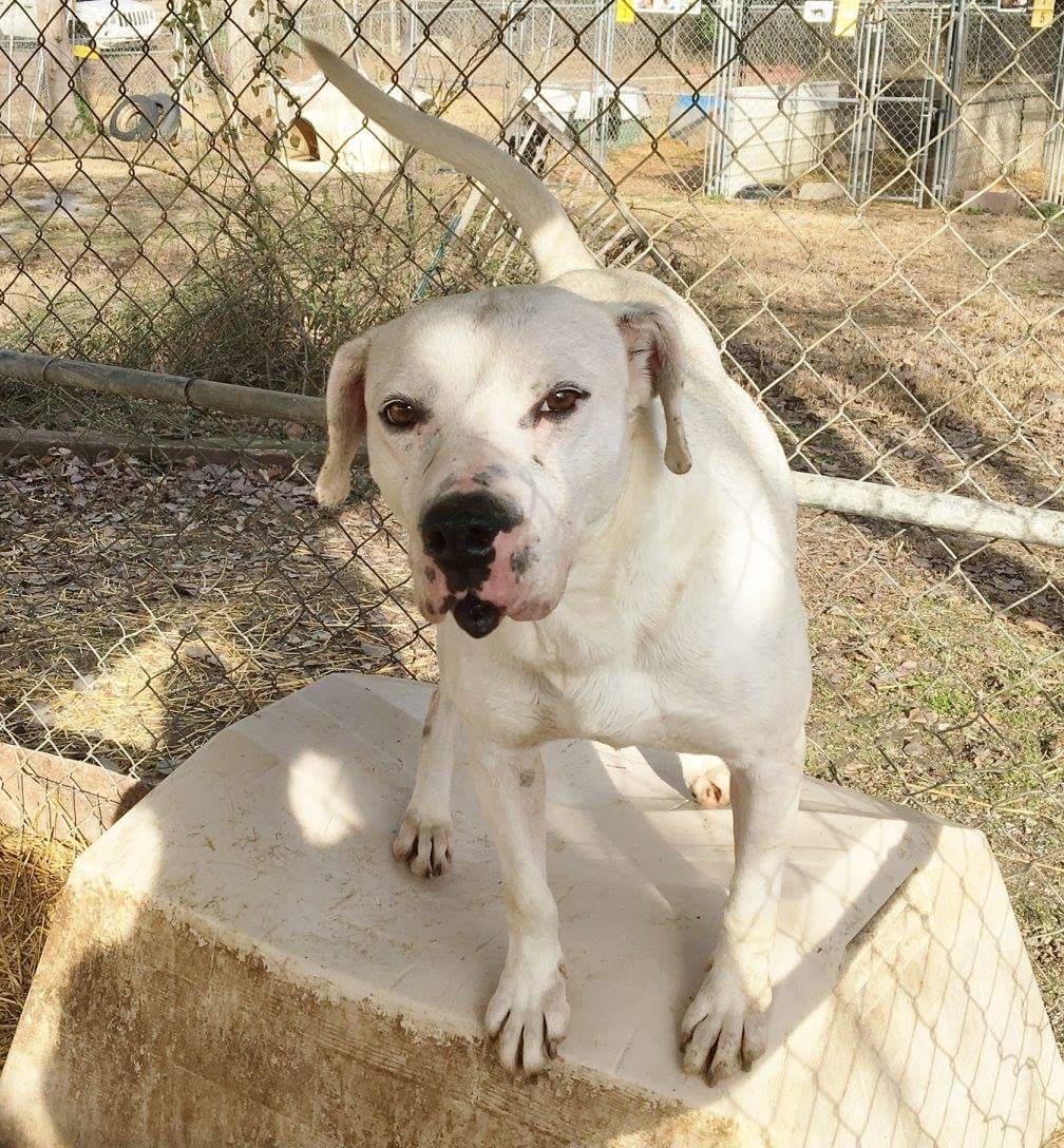 Nadine, an adoptable American Bulldog, Pit Bull Terrier in Boaz, AL, 35957 | Photo Image 3