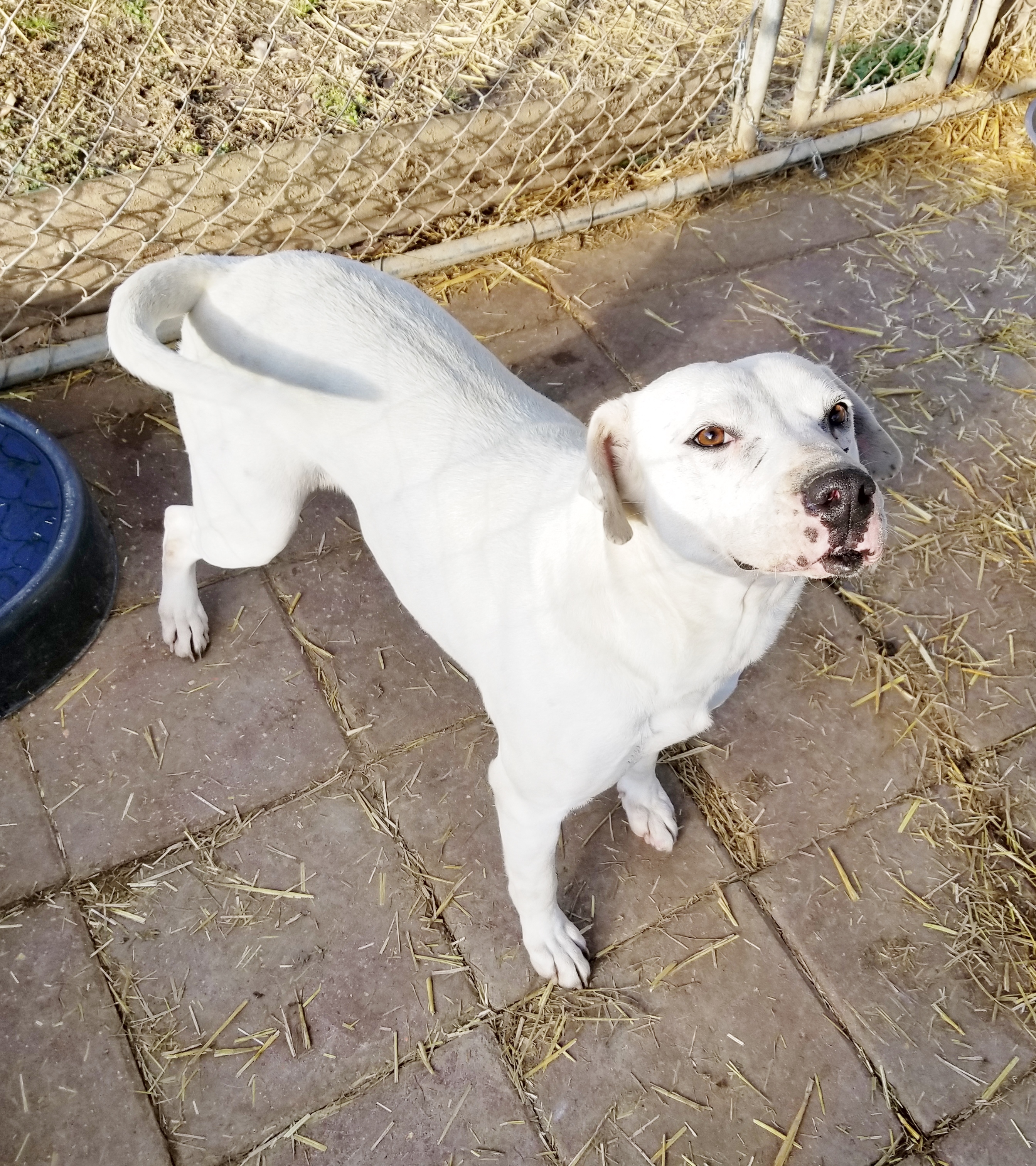 Nadine, an adoptable American Bulldog, Pit Bull Terrier in Boaz, AL, 35957 | Photo Image 4