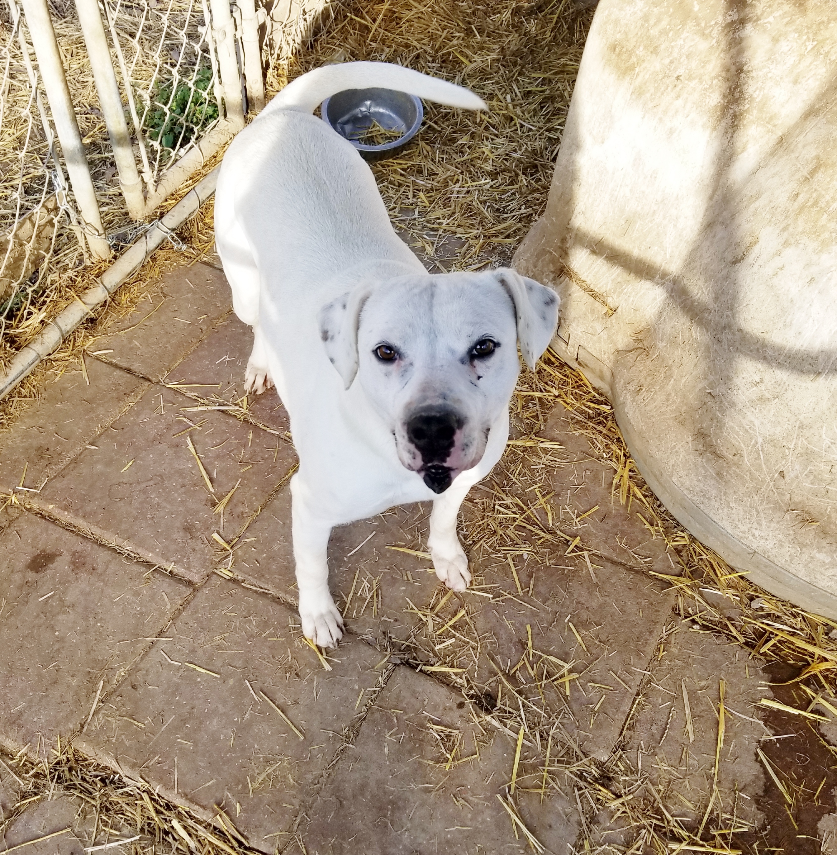 Nadine, an adoptable American Bulldog, Pit Bull Terrier in Boaz, AL, 35957 | Photo Image 5