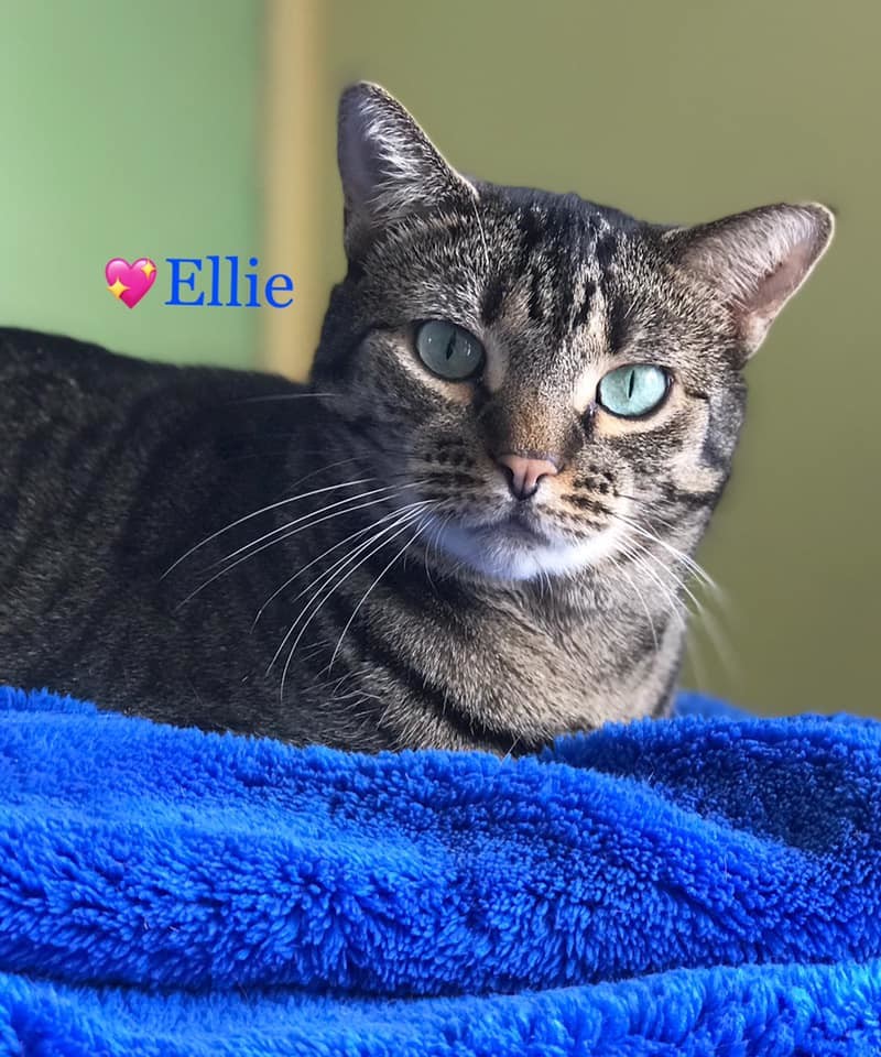 Ellie, an adoptable Bengal, Domestic Short Hair in Long Beach, NY, 11561 | Photo Image 1