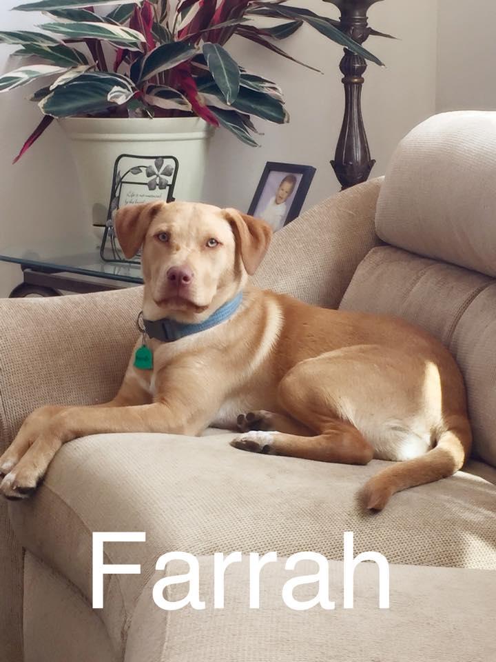Farrah 1