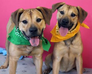 Hazel & Holly: Adoption Pending!