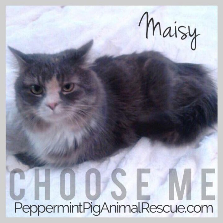 Maisy 1