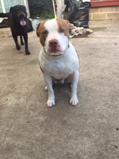 DUBEE    (Courtesy  Posting), an adoptable Pit Bull Terrier in Pittsburg, CA, 94565 | Photo Image 1