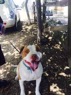 DUBEE    (Courtesy  Posting), an adoptable Pit Bull Terrier in Pittsburg, CA, 94565 | Photo Image 2