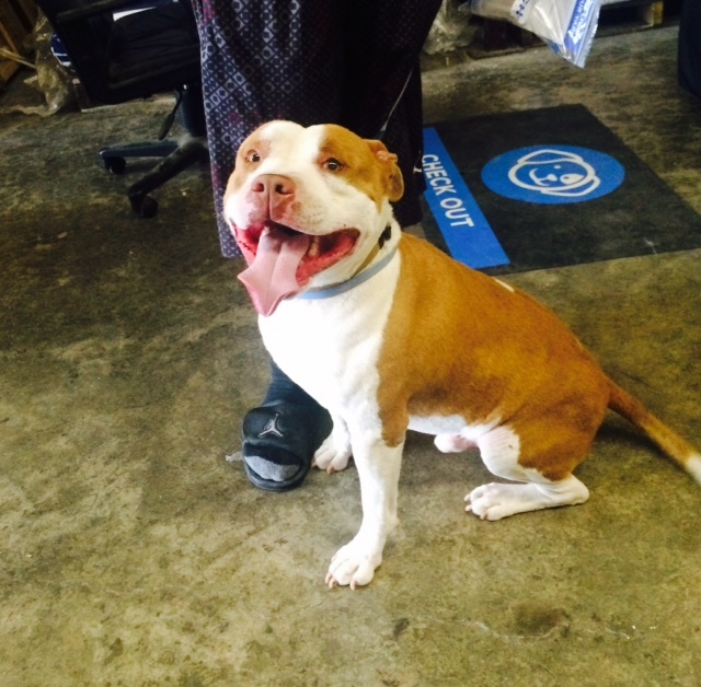 DUBEE    (Courtesy  Posting), an adoptable Pit Bull Terrier in Pittsburg, CA, 94565 | Photo Image 3