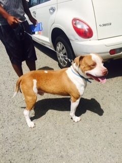 DUBEE    (Courtesy  Posting), an adoptable Pit Bull Terrier in Pittsburg, CA, 94565 | Photo Image 4