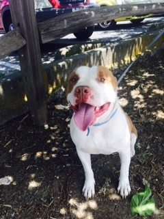 DUBEE    (Courtesy  Posting), an adoptable Pit Bull Terrier in Pittsburg, CA, 94565 | Photo Image 5
