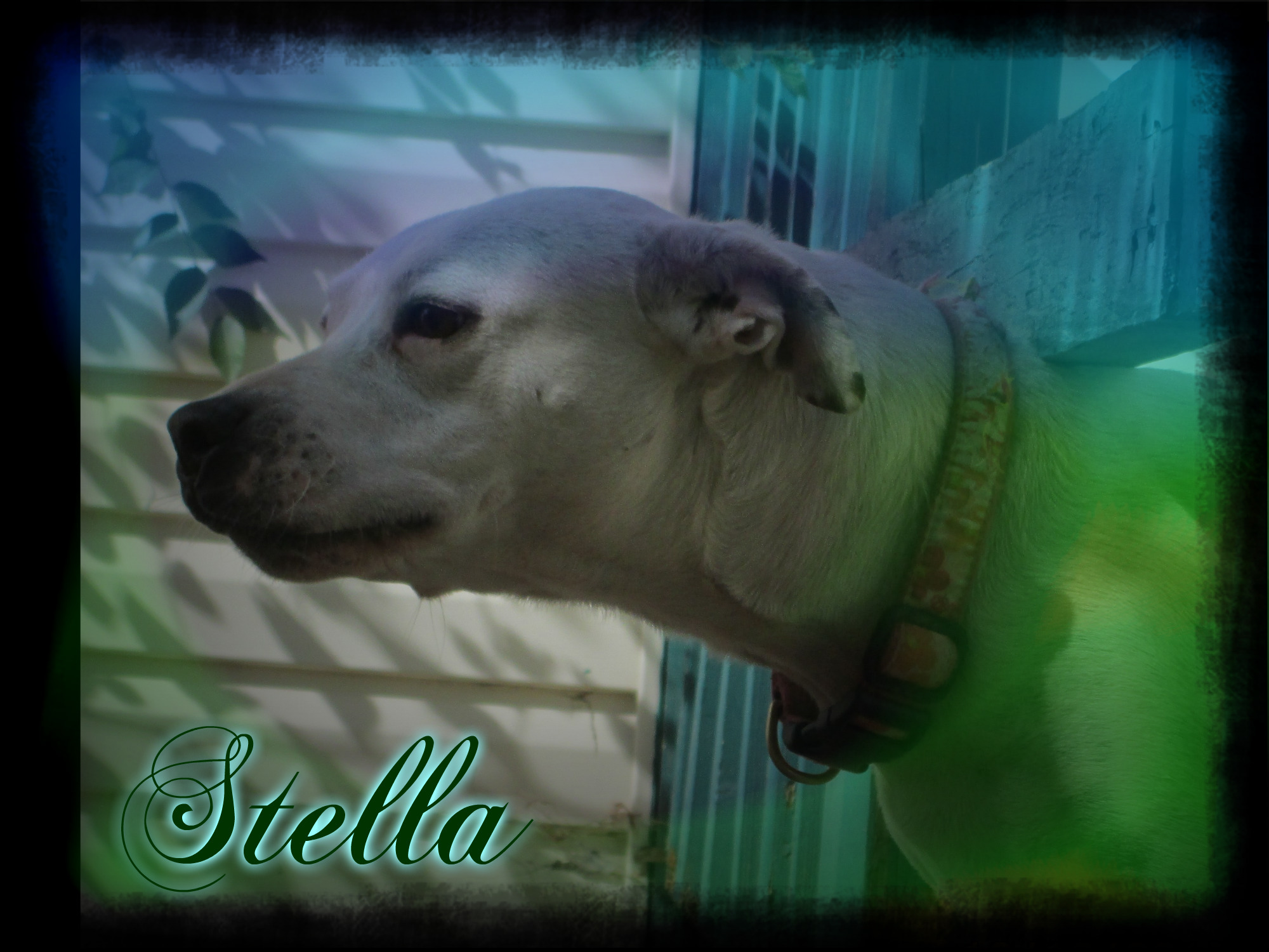 Stella, an adoptable Pit Bull Terrier in Tulsa, OK, 74152 | Photo Image 5