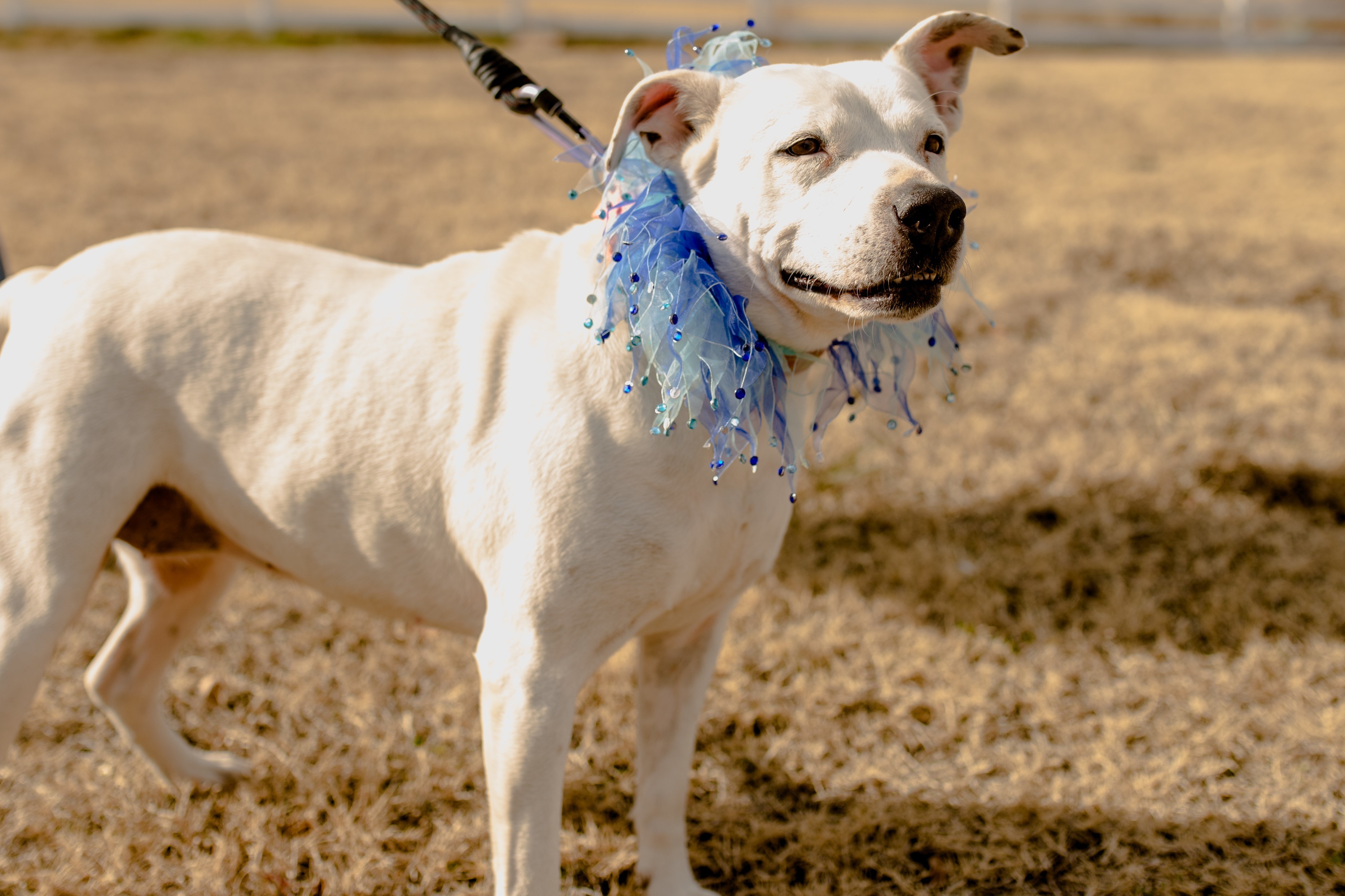 Stella, an adoptable Pit Bull Terrier in Tulsa, OK, 74152 | Photo Image 6