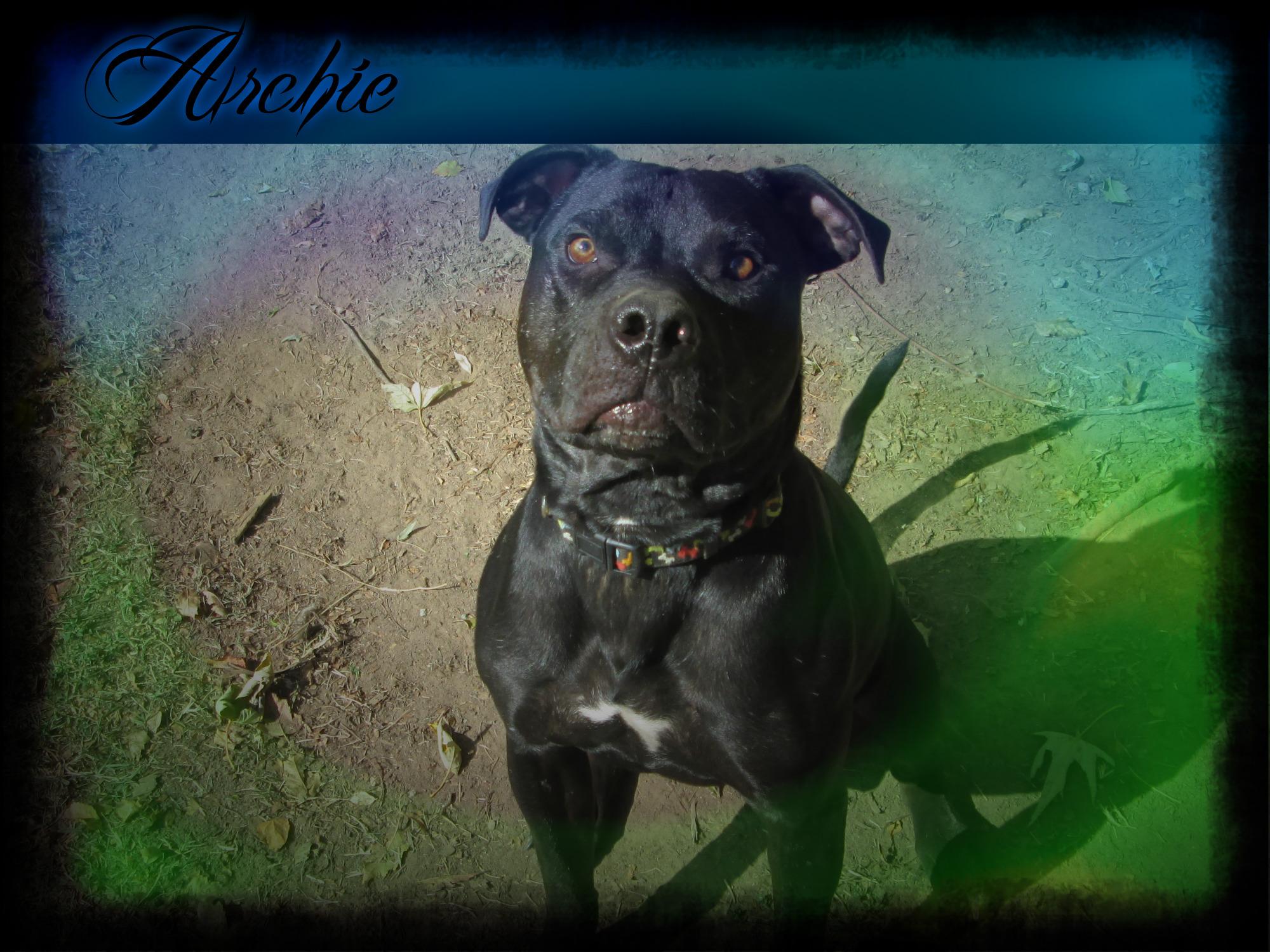 Archie, an adoptable Pit Bull Terrier, American Staffordshire Terrier in Tulsa, OK, 74152 | Photo Image 3