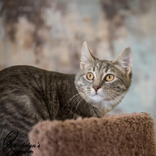 Jossie, an adoptable Domestic Short Hair in Greenville, IL, 62246 | Photo Image 1