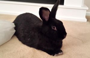 Orlando - the perfect rabbit!