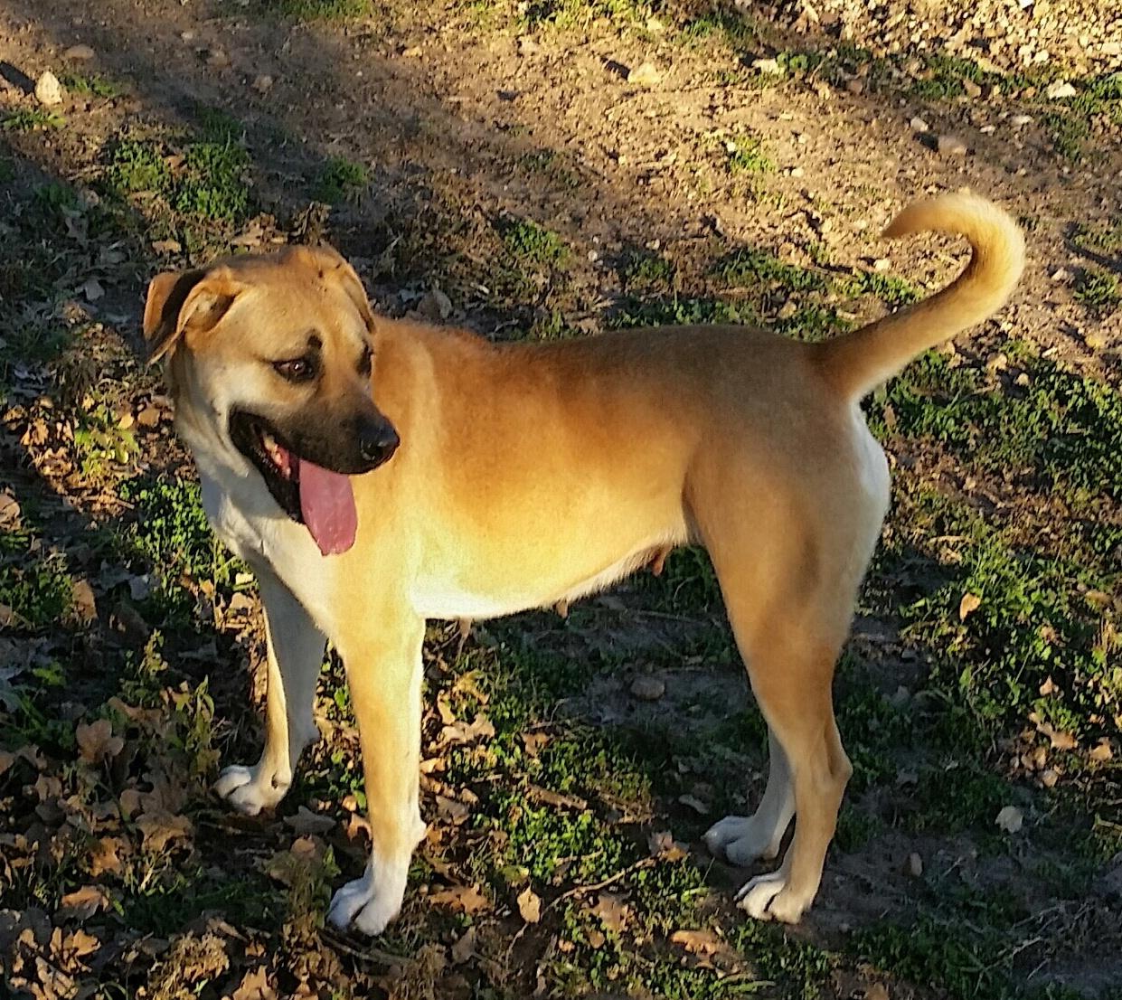 Becall, an adoptable Black Mouth Cur in Adkins, TX, 78101 | Photo Image 2