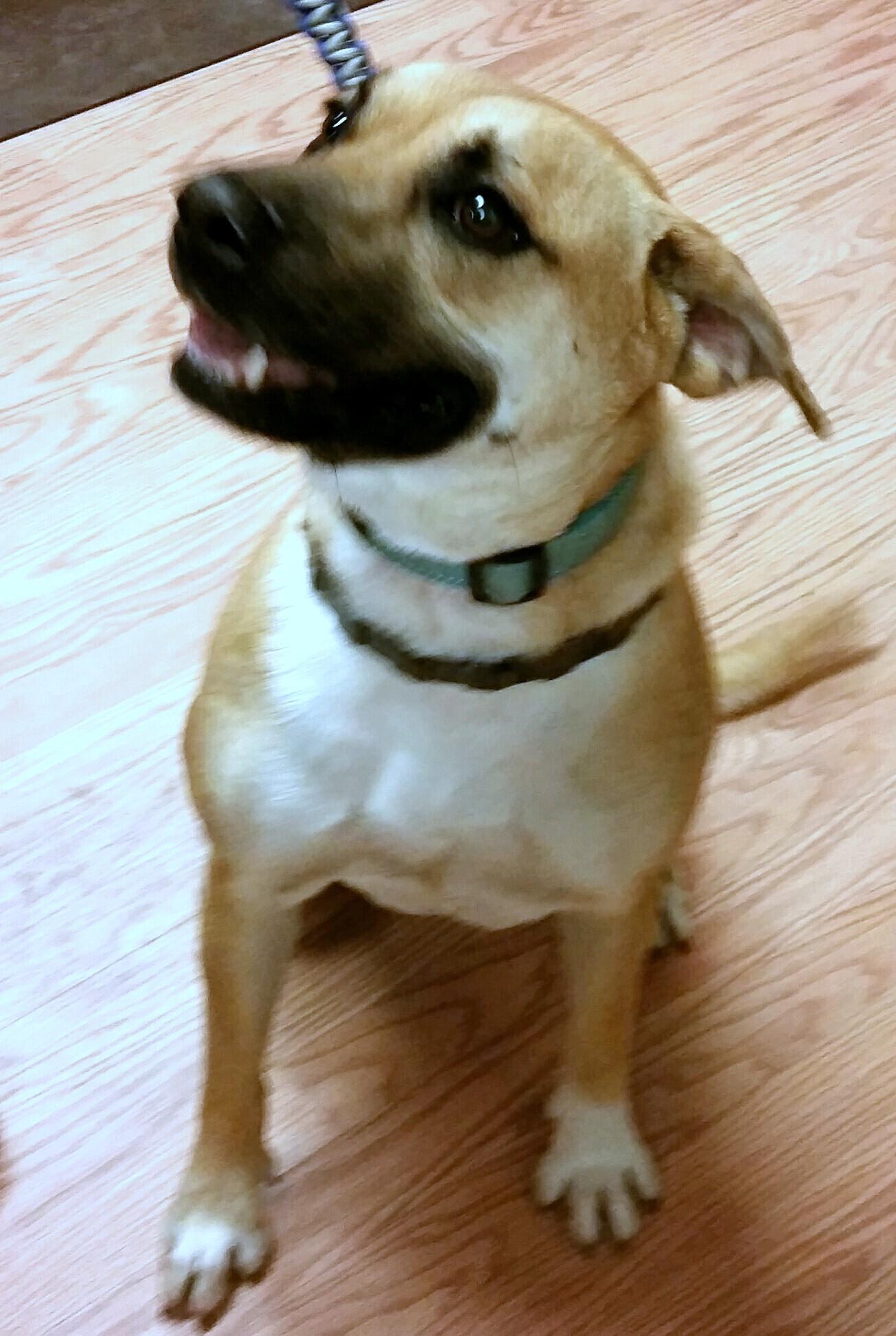 Becall, an adoptable Black Mouth Cur in Adkins, TX, 78101 | Photo Image 3