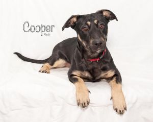 Cooper (shepherd Mix)