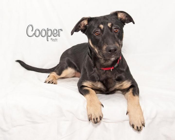 Cooper (shepherd Mix) 1