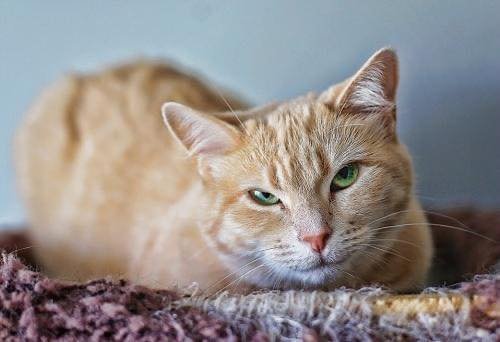 Ivy - Sponsored by Robert R, an adoptable Domestic Short Hair in Markham, ON, L3R 9A8 | Photo Image 1