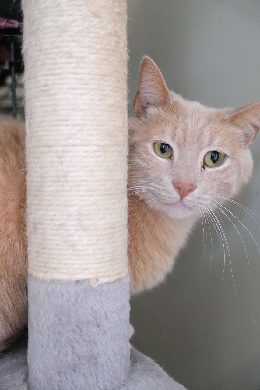 Ivy - Sponsored by Robert R, an adoptable Domestic Short Hair in Markham, ON, L3R 9A8 | Photo Image 2