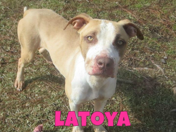 Latoya 1