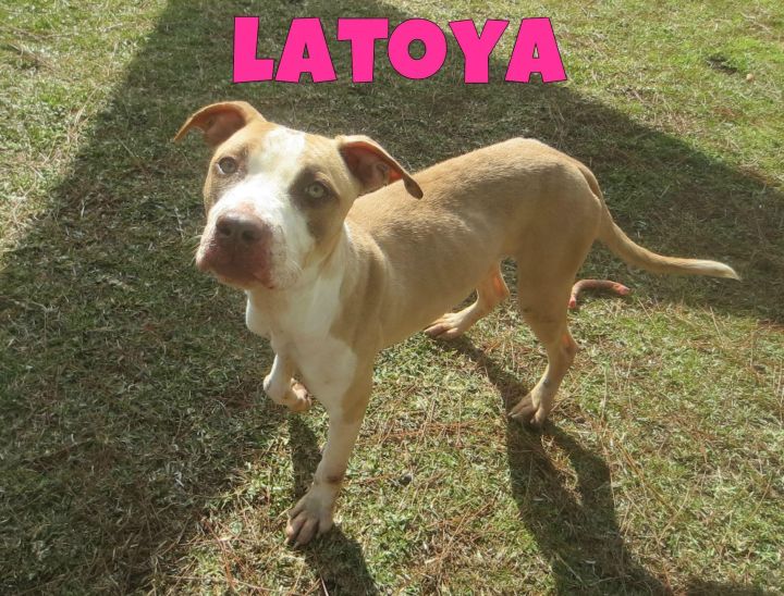 Latoya 2