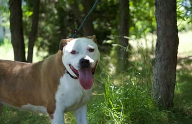*Twinkie, an adoptable American Staffordshire Terrier in Justin, TX, 76247 | Photo Image 2