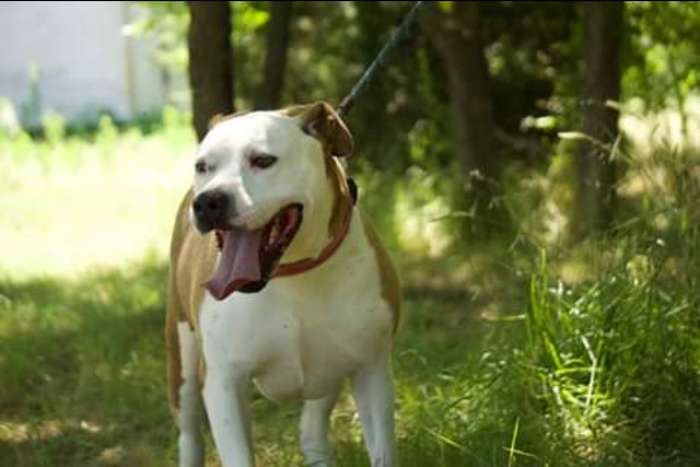 *Twinkie, an adoptable American Staffordshire Terrier in Justin, TX, 76247 | Photo Image 3