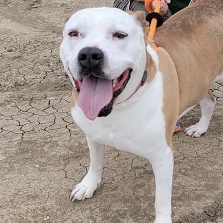 *Twinkie, an adoptable American Staffordshire Terrier in Justin, TX, 76247 | Photo Image 5