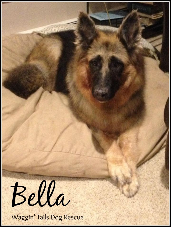 Bella - Adopted 2