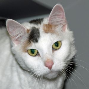 Patches  (declawed)
