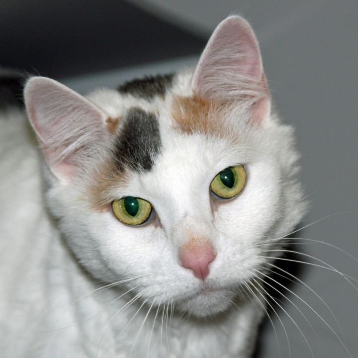 Patches  (declawed) 1