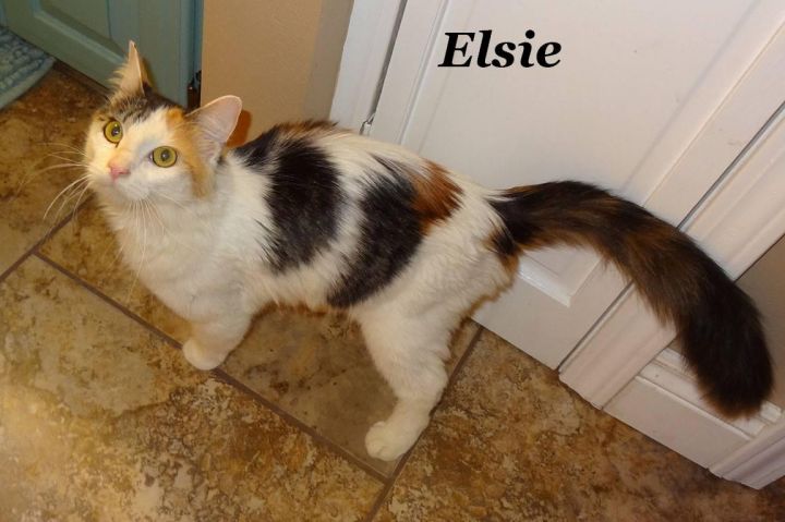 Elsie 3