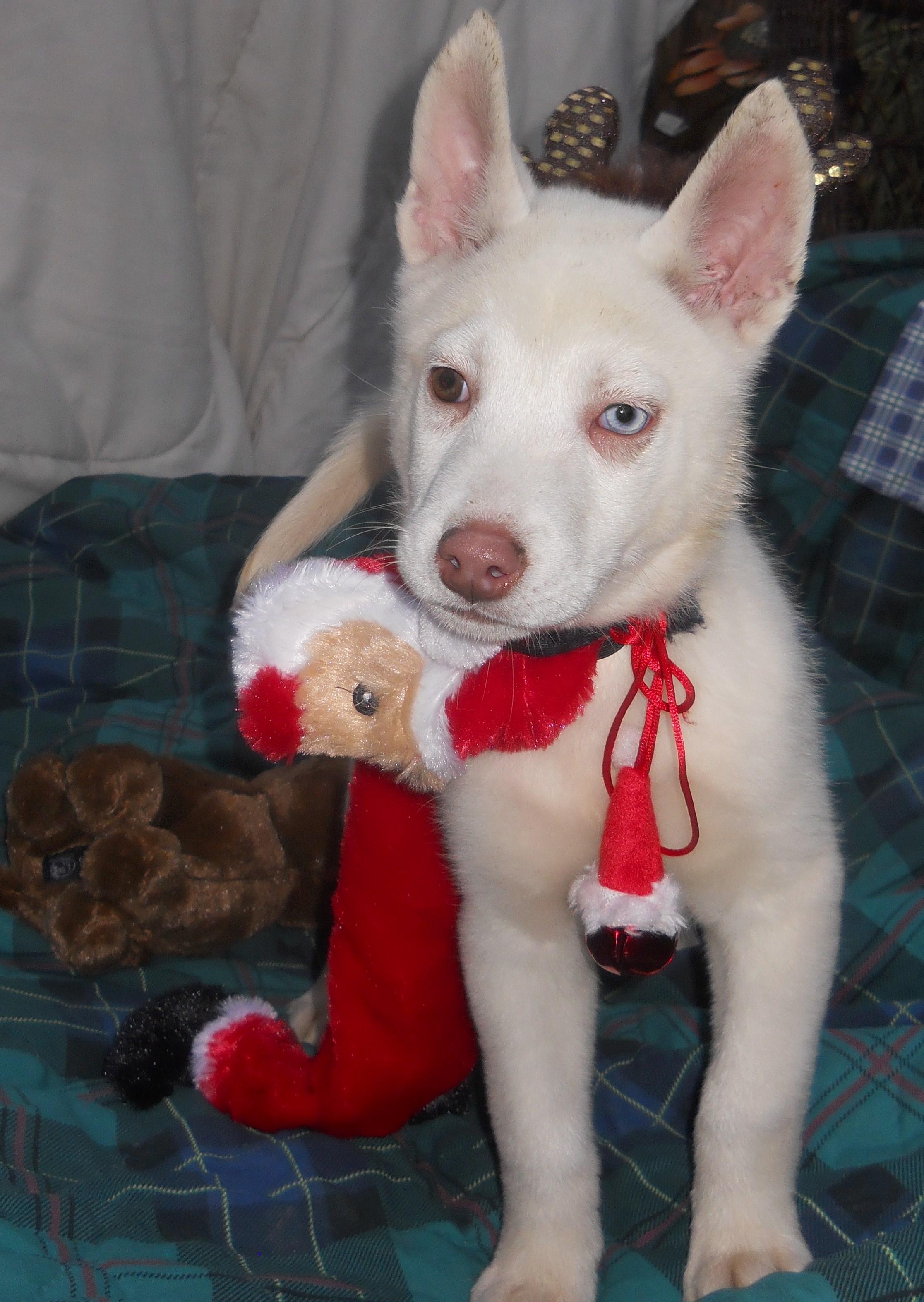 FROST, an adoptable Siberian Husky in Valencia, CA, 91355 | Photo Image 2