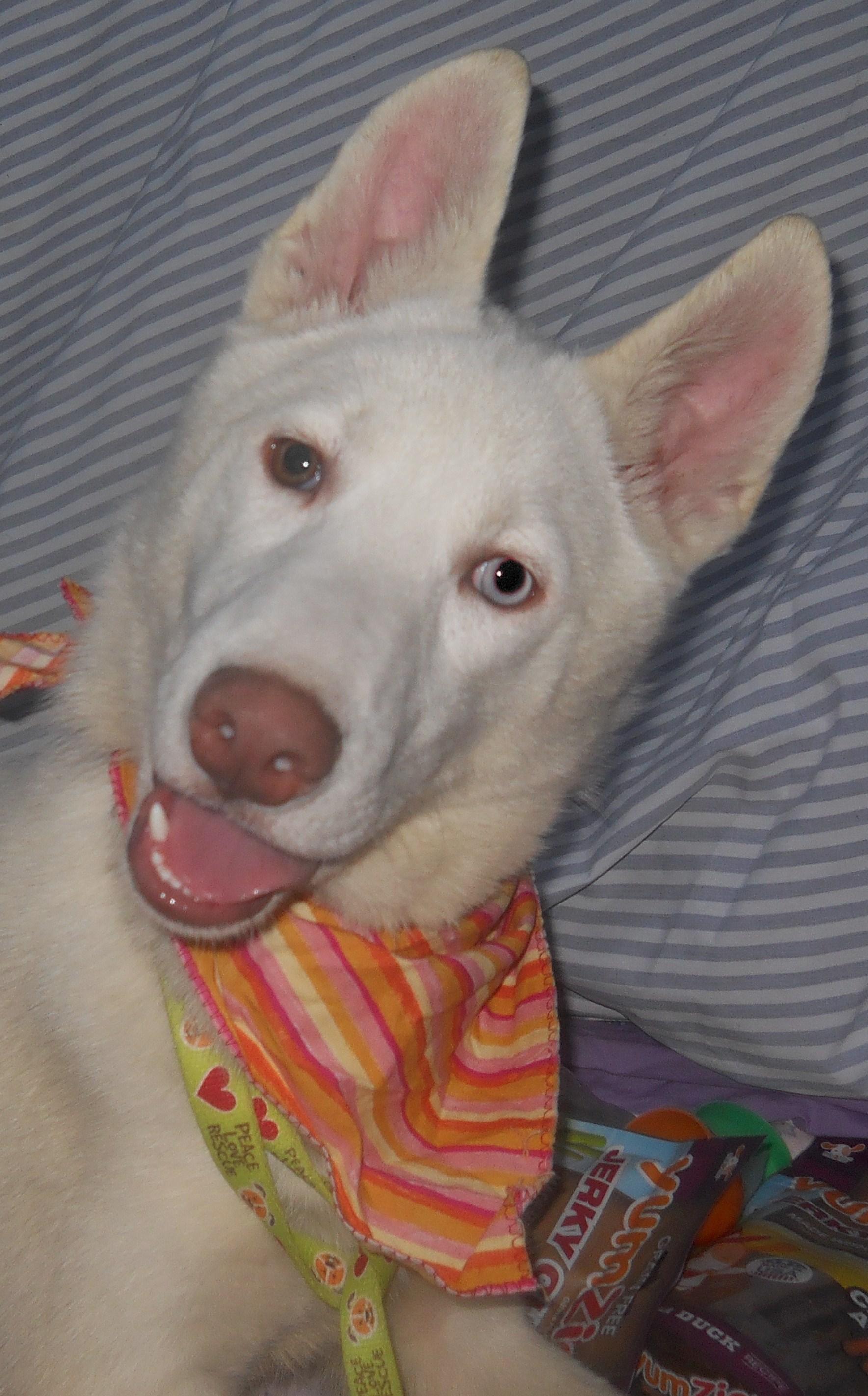 FROST, an adoptable Siberian Husky in Valencia, CA, 91355 | Photo Image 3