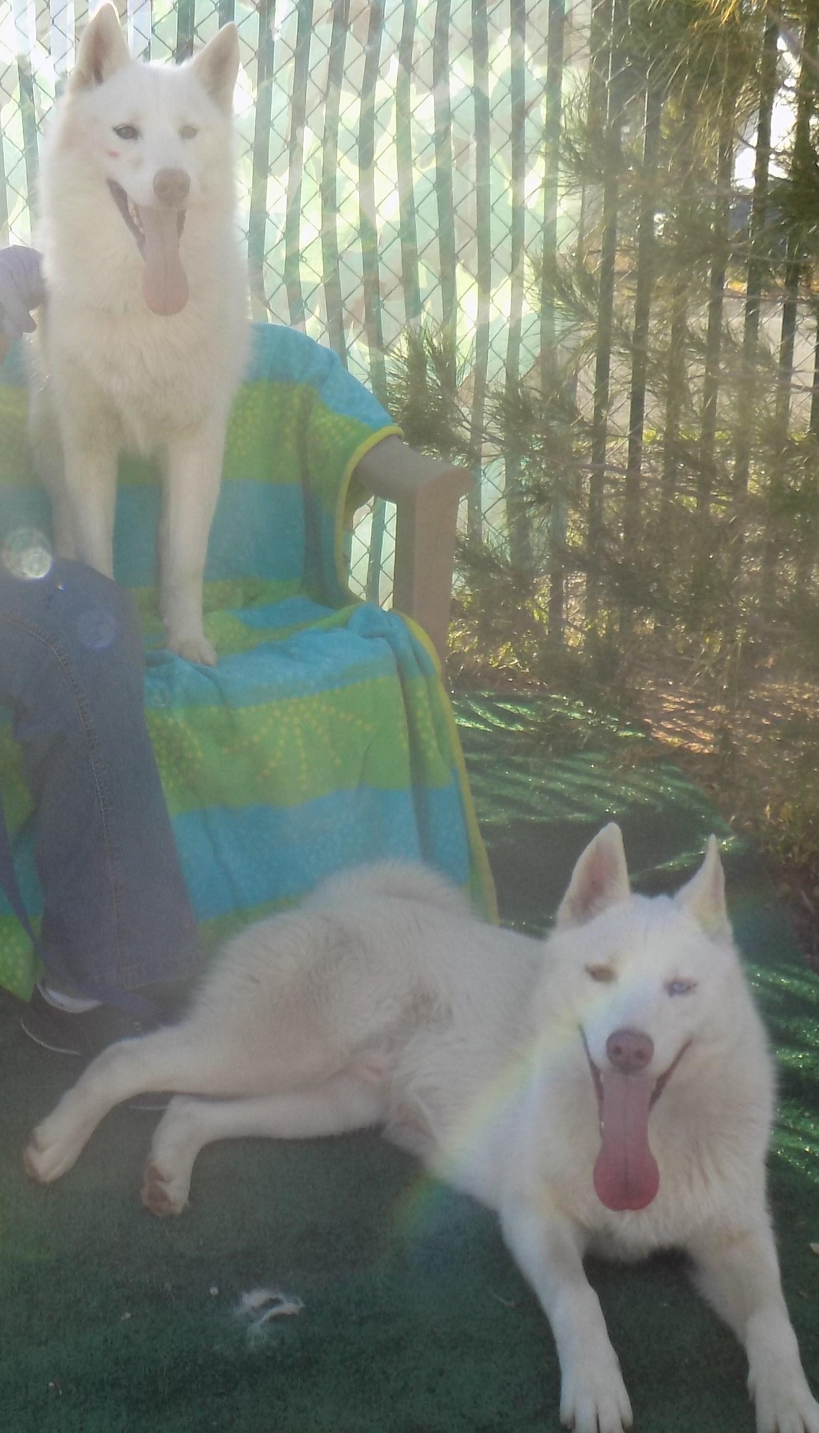 FROST, an adoptable Siberian Husky in Valencia, CA, 91355 | Photo Image 1