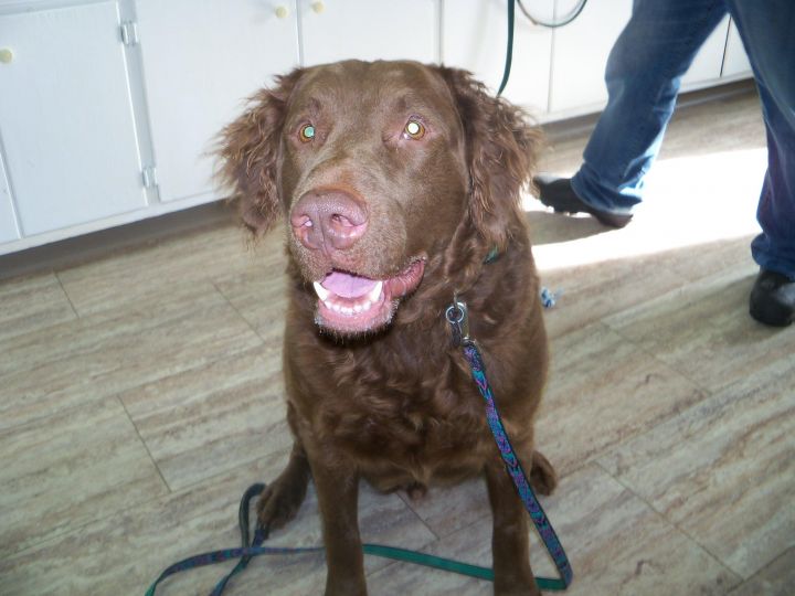 Hunter, an adopted Chesapeake Bay Retriever in Orleans, VT_image-1
