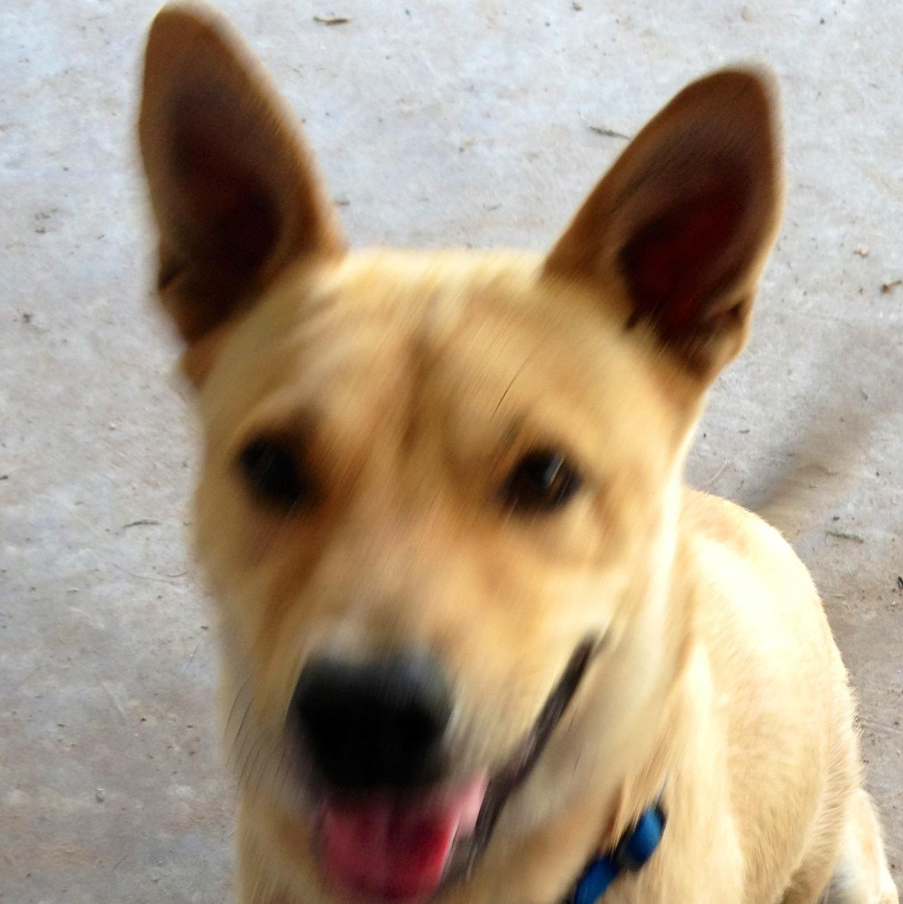 Charlie, an adoptable German Shepherd Dog, Cattle Dog in Dallas, TX, 75228 | Photo Image 1