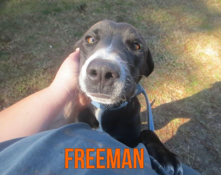 Freeman 1