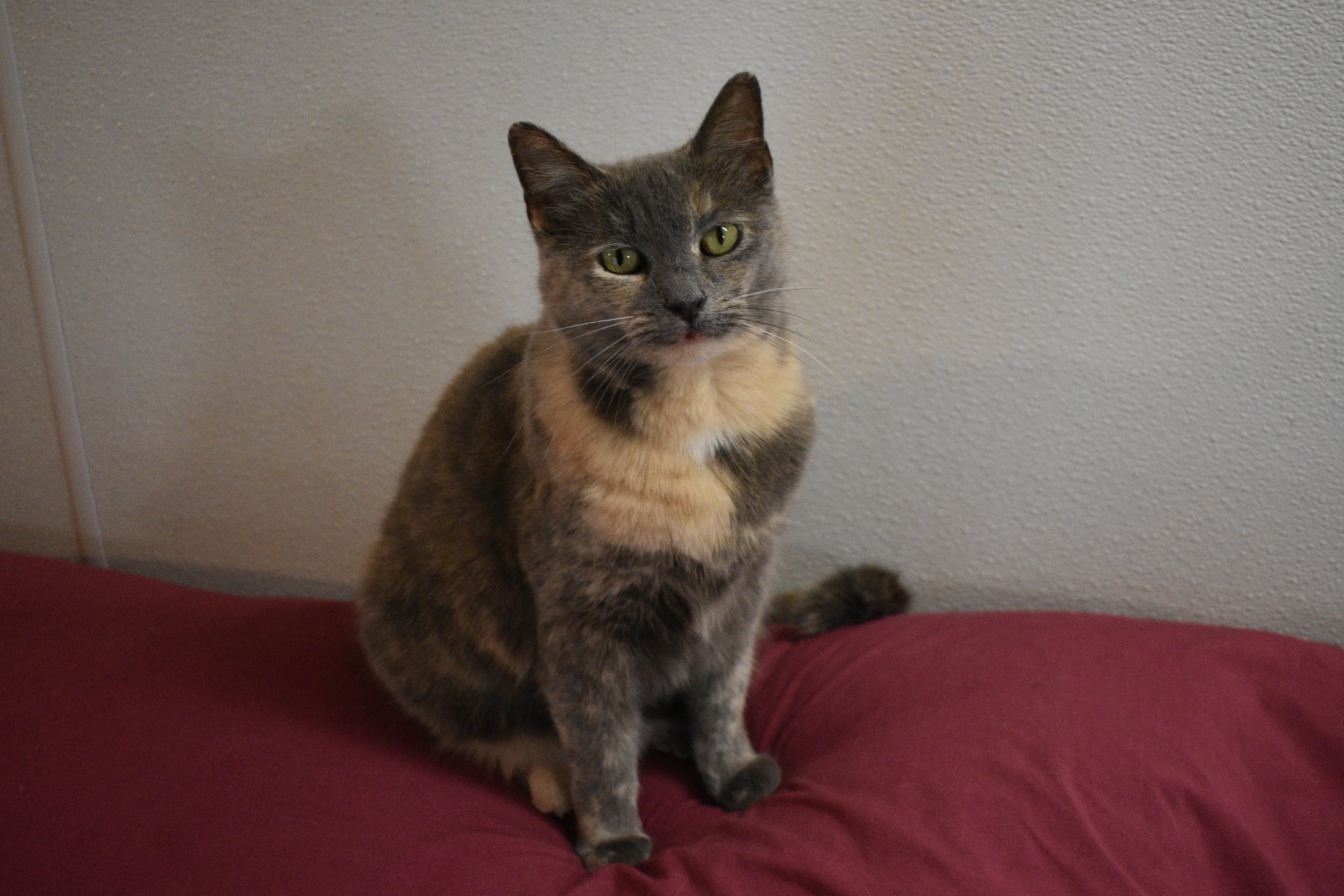 Melody, an adoptable Dilute Tortoiseshell in Vine Grove, KY, 40175 | Photo Image 1